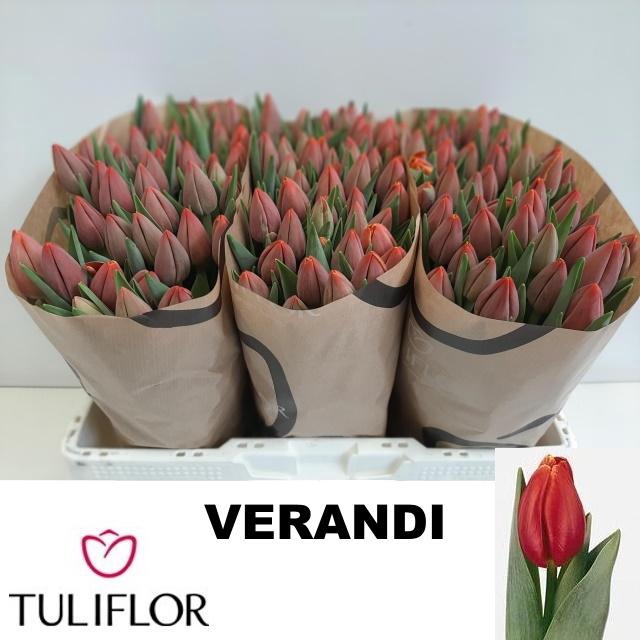 <h4>TU EN VERANDI</h4>