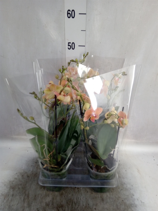 <h4>Phalaenopsis multi.   ...orange</h4>