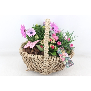 arr4 Outdoor MB - Tasmand x4