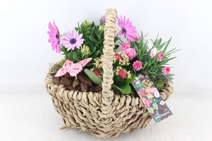 <h4>arr4 Outdoor MB - Tasmand x4</h4>