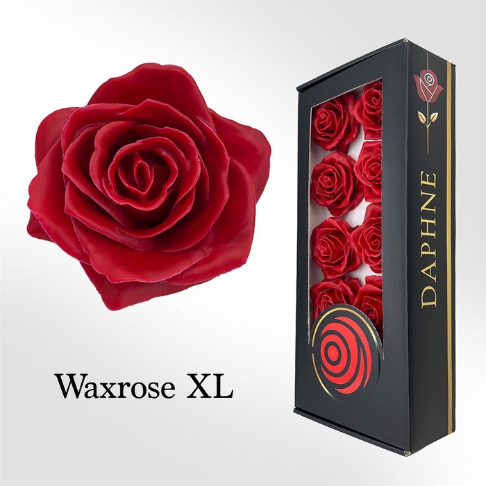 Wax Rose Xl Cerise