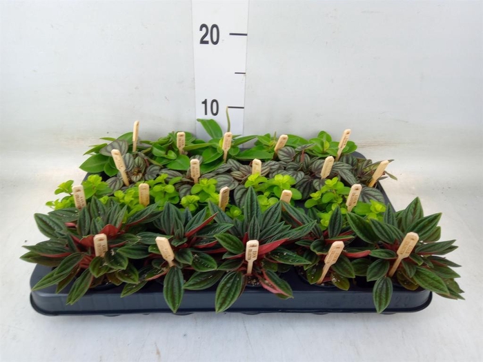 <h4>Peperomia   ...mix</h4>