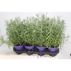LAVANDULA ANGUSTIFOL P14