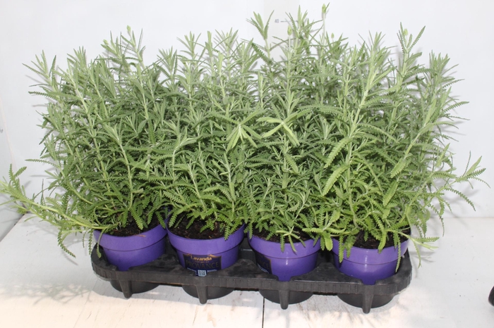 LAVANDULA ANGUSTIFOL P14