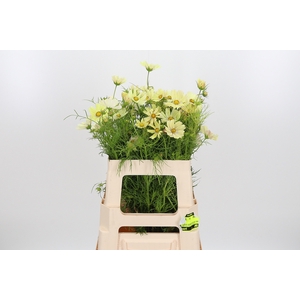 Cosmos Bipinnatus Creme