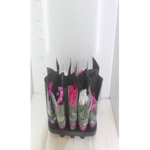 CYCLAMEN MINI P11