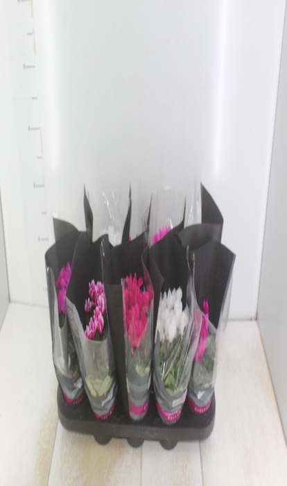 <h4>CYCLAMEN MINI P11</h4>