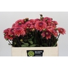 Dahlia Daisy Duke