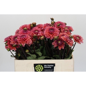 Dahlia Daisy Duke