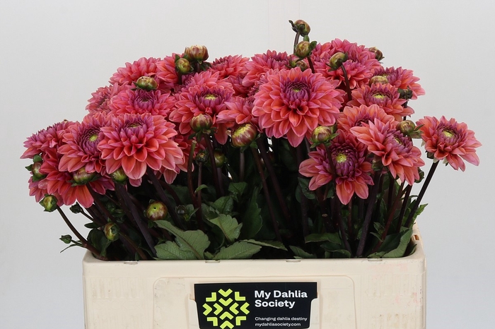 <h4>Dahlia Daisy Duke</h4>