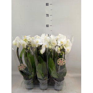 Phalaenopsis  'Elegant Cascade'