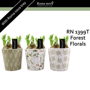 arr4 Narcis RN - Forest florals