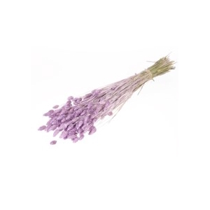 .Phalaris lilac misty