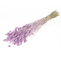 .Phalaris lilac misty