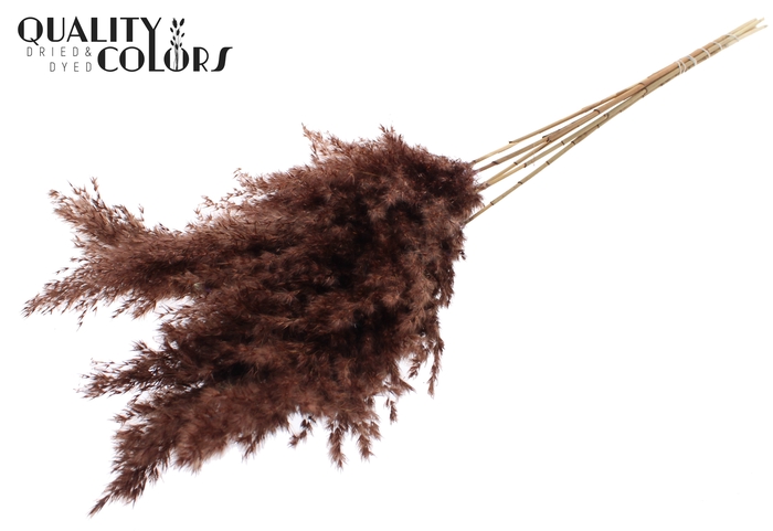 <h4>Pampas Grass 100cm 5st/bunch Brown</h4>