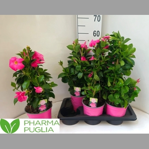 MANDE RIO PINK