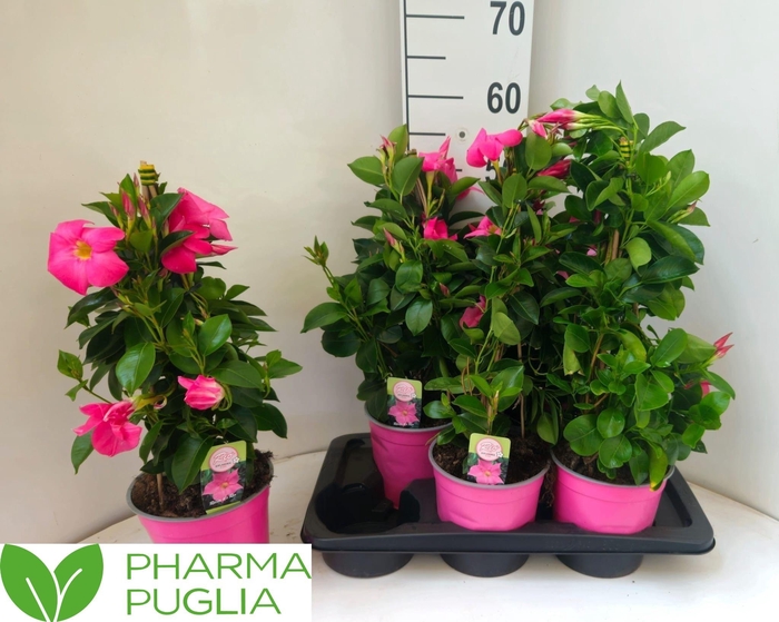 <h4>MANDE RIO PINK</h4>