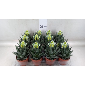 Aloe aristata 'Tiki Tahi'