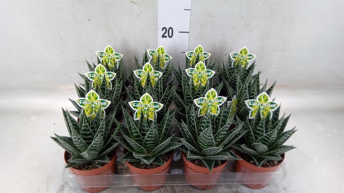 <h4>Aloe aristata 'Tiki Tahi'</h4>