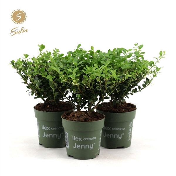 <h4>Viva Ilex crenata 'Jenny'® P10</h4>
