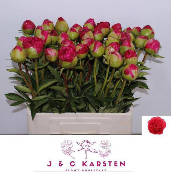 <h4>Paeo Com Performance Karsten</h4>