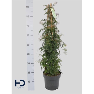 Jasm Polyanthum Wit