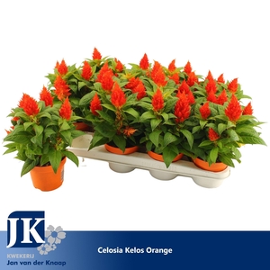 Celosia Kelos Fire Orange