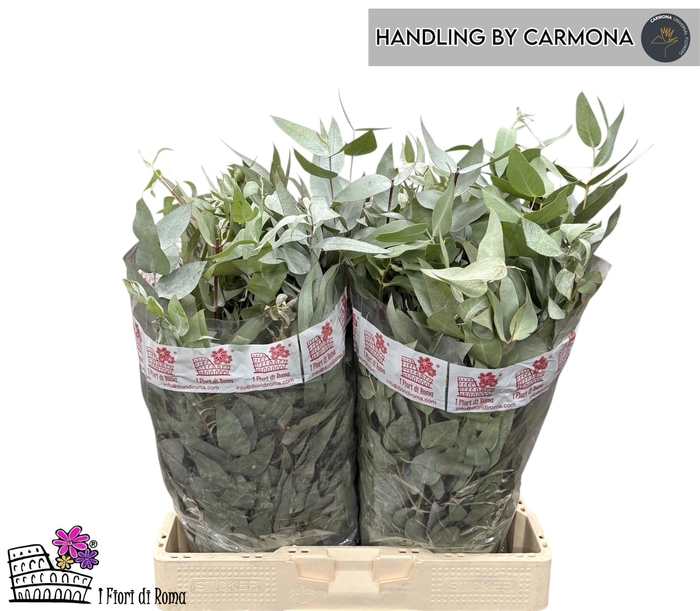 <h4>EUC PAUCIFLORA BS</h4>