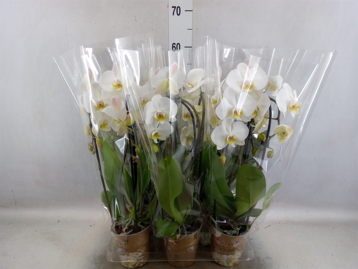 <h4>Phalaenopsis  'Elegant Cascade'</h4>