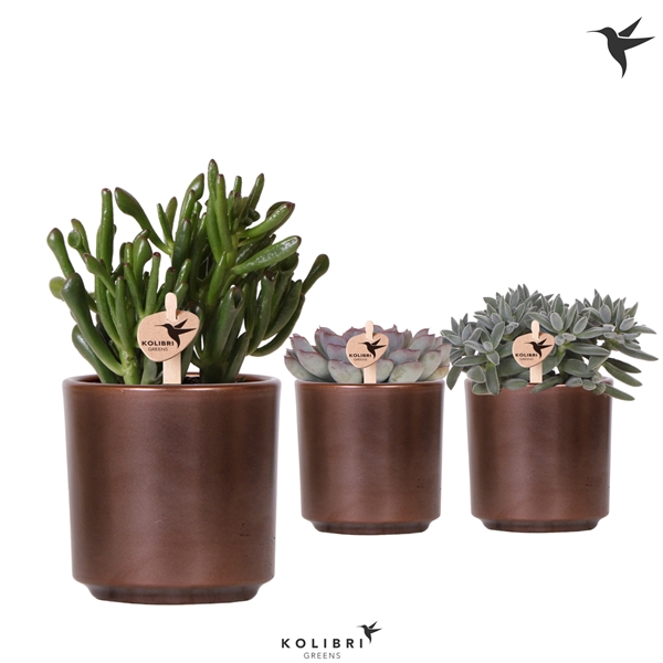 <h4>Kolibri Greens Succulenten mix in Simplicity pot copper</h4>