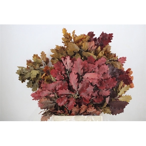 Pres Mini Oak Autumn P Bunch