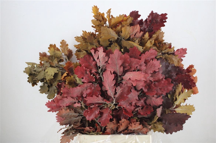 <h4>Pres Mini Oak Autumn P Bunch</h4>