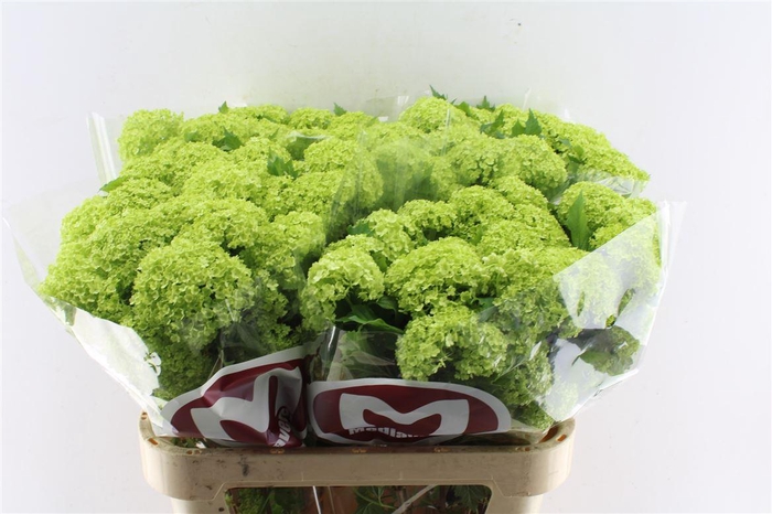 <h4>Viburnum Roseum 80cm 4-6 Bal</h4>