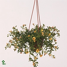 Calibrachoa  'Minifam Sun Yellow'