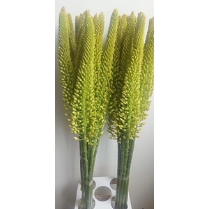 EREMURUS LINE DANCE