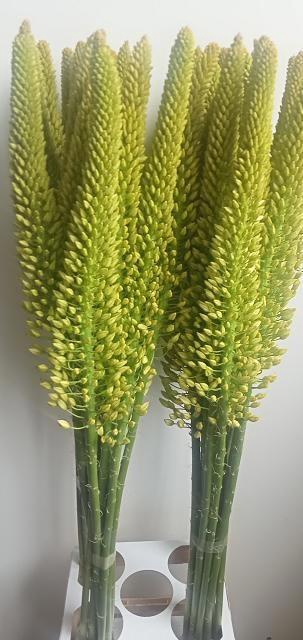 <h4>EREMURUS LINE DANCE</h4>