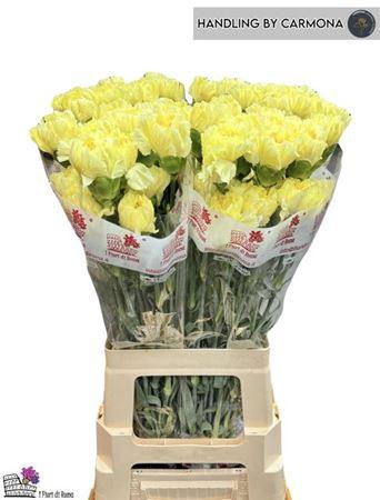 <h4>Di St Diletta</h4>