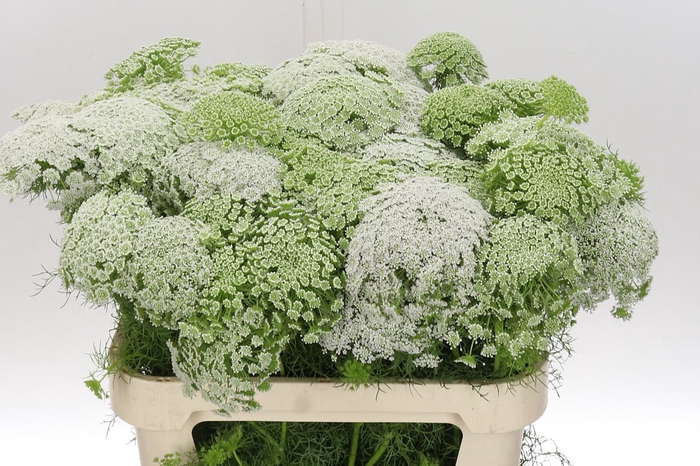 <h4>Ammi Vis Casablanca 80</h4>