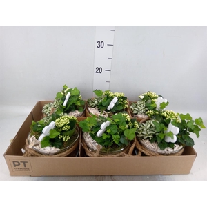 Arr.    Planten  L%