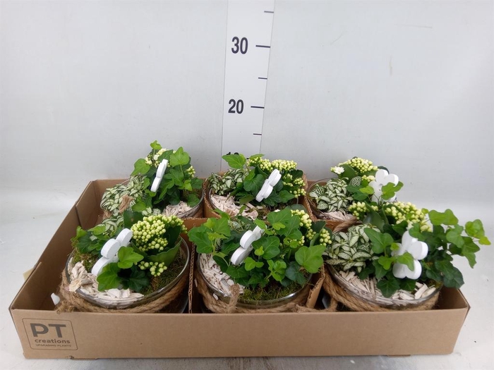 <h4>Arr.    Planten  L%</h4>