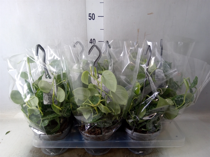 <h4>Scindapsus pictus 'Argyraeus'</h4>