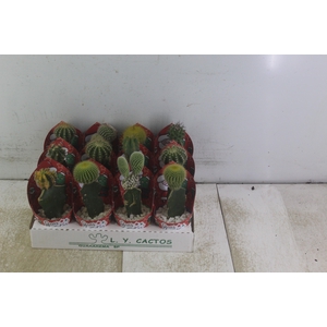 CACTUS ENXERTADO P07