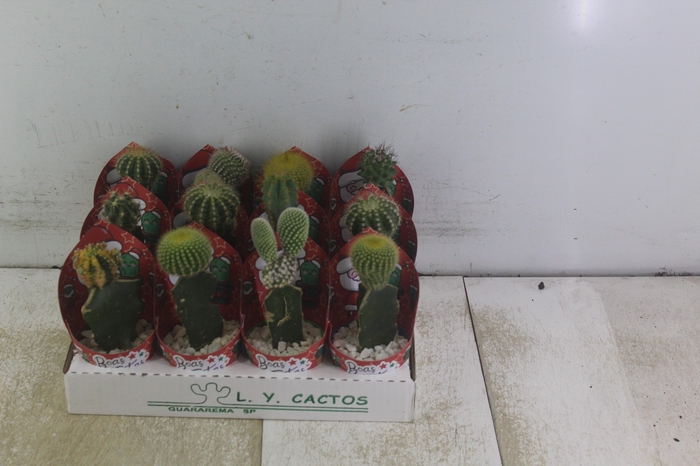 <h4>CACTUS ENXERTADO P07</h4>