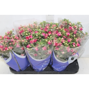 BRINCO DE PRINCESA P15