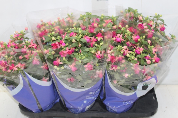 <h4>BRINCO DE PRINCESA P15</h4>