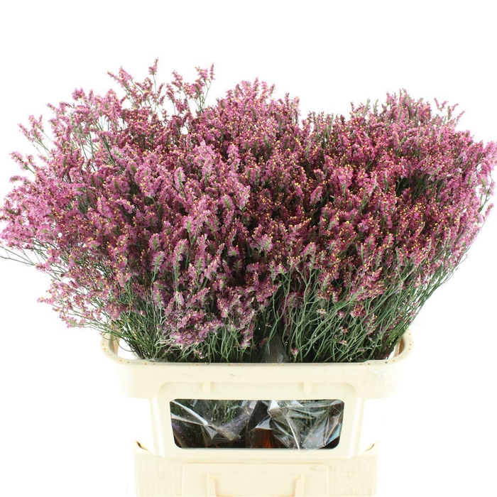 <h4>Lim Sin Scarlet Dia</h4>