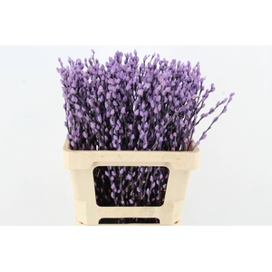 Salix Snowflake 60cm Milka