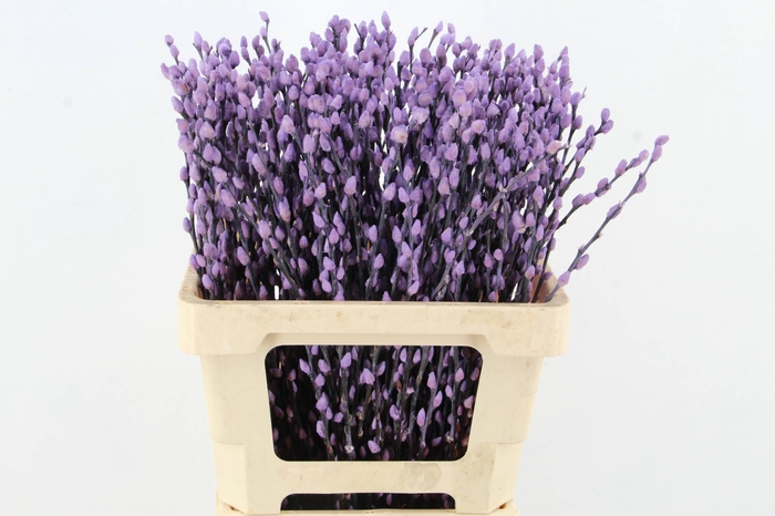 <h4>Salix Snowflake 60cm Milka</h4>