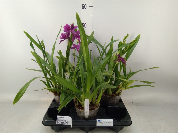 <h4>Orchideeen   ...</h4>