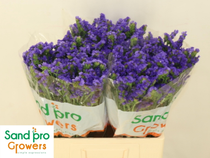 <h4>LIM S LEVIS WINGS</h4>